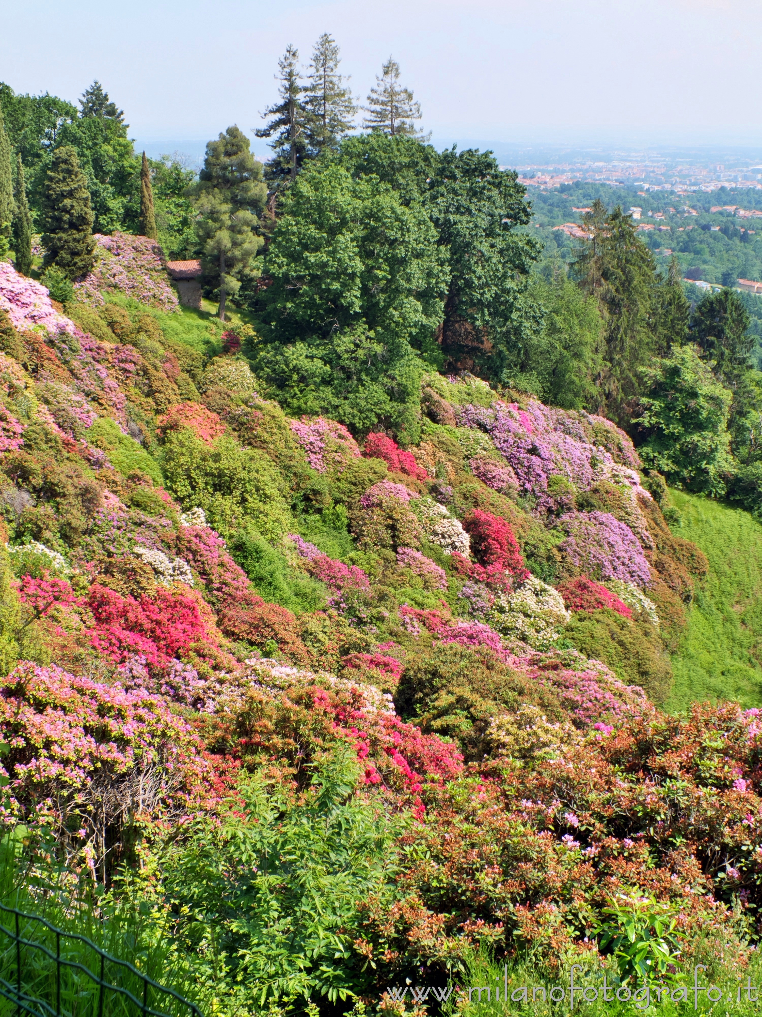 Pollone (Biella) - I colori della conca dei rododendri nel Parco Burcina